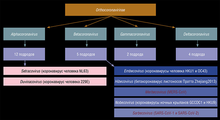 Подсемейство Orthocoronavirinae включает 7 вирусов, способных заражать человека. Из них, помимо пандемийного коронавируса SARS-CoV-2, особо опасны SARS-CoV-1 – вирус атипичной пневмонии, вызывающий тяжелый острый респираторный синдром (атипичную пневмонию), и MERS-CoV – вирус, вызывающий легочные пневмонии (ближневосточный респираторный синдром). Остальные коронавирусы являются возбудителями легких и среднетяжелых ОРВИ Подсемейство Orthocoronavirinae включает 7 вирусов, способных заражать человека. Из них, помимо пандемийного коронавируса SARS-CoV-2, особо опасны SARS-CoV-1 – вирус атипичной пневмонии, вызывающий тяжелый острый респираторный синдром (атипичную пневмонию), и MERS-CoV – вирус, вызывающий легочные пневмонии (ближневосточный респираторный синдром). Остальные коронавирусы являются возбудителями легких и среднетяжелых ОРВИ