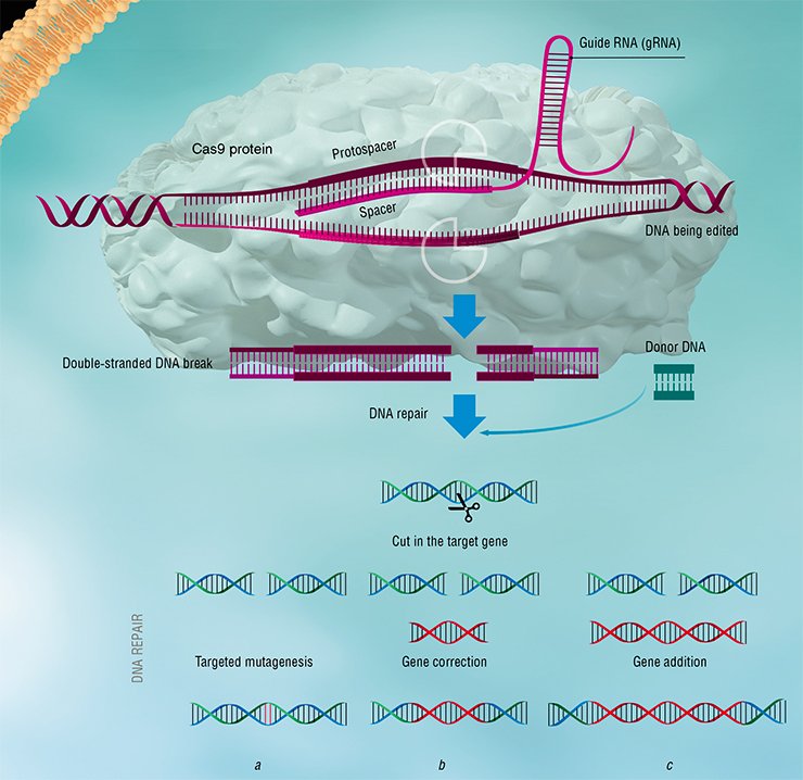 As of today, we know several strategies that bacteria use to fight viruses and plasmids, which either prevent the penetration of foreign DNA into bacterial cells or destroy it inside the bacteria. These protection methods include (1) changing bacterial cell receptors, (2) superinfection exclusion (multiple infection), and (3) the restriction-modification systems, which destroy all alien unmethylated DNA. In some cases, the bacterial cell even commits a suicide to limit the number of viral progeny; this strategy is called (4) the abortive infection systems. One of the most impressive examples of bacterial immunity mechanisms is (5) the CRISPR-Cas systems, which are based on memorizing pathogens As of today, we know several strategies that bacteria use to fight viruses and plasmids, which either prevent the penetration of foreign DNA into bacterial cells or destroy it inside the bacteria. These protection methods include (1) changing bacterial cell receptors, (2) superinfection exclusion (multiple infection), and (3) the restriction-modification systems, which destroy all alien unmethylated DNA. In some cases, the bacterial cell even commits a suicide to limit the number of viral progeny; this strategy is called (4) the abortive infection systems. One of the most impressive examples of bacterial immunity mechanisms is (5) the CRISPR-Cas systems, which are based on memorizing pathogens
