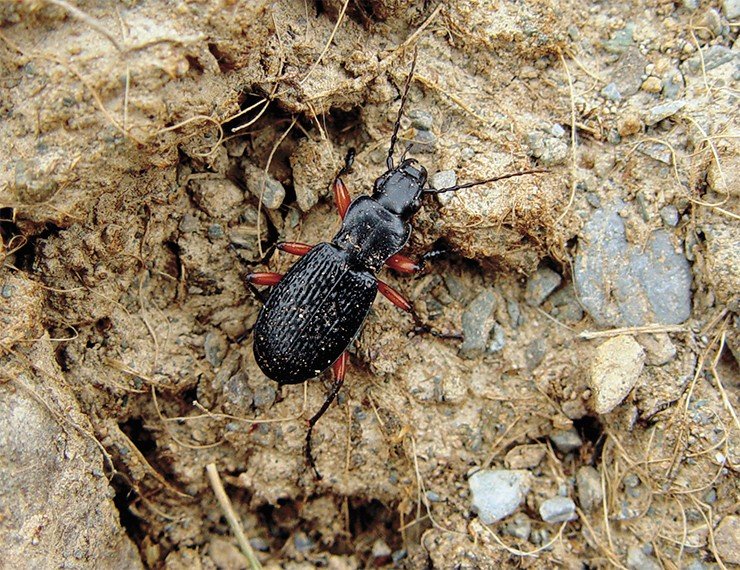 Крупная, ярко окрашенная жужелица Pterostichus drescheri распространена по всей Алтае-Саянской горной стране, и может служить ее своеобразной «визитной карточкой»