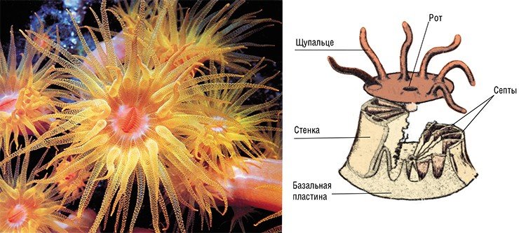 Внешне коралловый полип р. Dendrophyllia больше всего напоминает экзотический цветок (слева). Кораллы являются довольно просто устроенными беспозвоночными, хотя и скелетообразующими, животными. В верхней части полипа в середине щупалец находится рот – единственное отверстие, связывающее животное с внешней средой. Узкий канал от него ведет к большой полости, где на поверхностях специализированных нитей происходит переваривание проглоченной добычи. Скелет полипа (справа) – кораллит – состоит из стенок и базальной пластины (подошвы), от которой отходят вверх поддерживающие перегородки (септы). У живого полипа скелет покрыт слоем ярко окрашенных мягких тканей Внешне коралловый полип р. Dendrophyllia больше всего напоминает экзотический цветок (слева). Кораллы являются довольно просто устроенными беспозвоночными, хотя и скелетообразующими, животными. В верхней части полипа в середине щупалец находится рот – единственное отверстие, связывающее животное с внешней средой. Узкий канал от него ведет к большой полости, где на поверхностях специализированных нитей происходит переваривание проглоченной добычи. Скелет полипа (справа) – кораллит – состоит из стенок и базальной пластины (подошвы), от которой отходят вверх поддерживающие перегородки (септы). У живого полипа скелет покрыт слоем ярко окрашенных мягких тканей