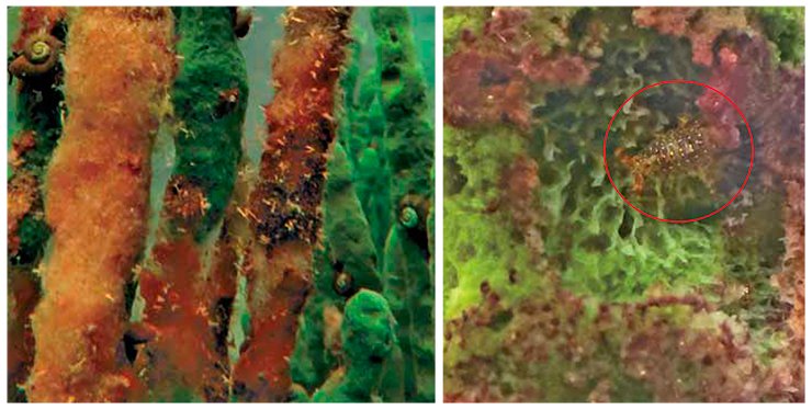 A huge number tiny invertebrate animals—hydras—are sticking to the surface of these dead brown “branches” of an L. baikalensis sponge (left). Apparently, the decaying bodies of the sponges attract zooplankton, the main source of food for hydras. The death of the sponges entails mass death of their symbionts—sideswimmers (right). South Baikal, 2014. Photo by S. Ihnken and O. Timoshkin A huge number tiny invertebrate animals—hydras—are sticking to the surface of these dead brown “branches” of an L. baikalensis sponge (left). Apparently, the decaying bodies of the sponges attract zooplankton, the main source of food for hydras. The death of the sponges entails mass death of their symbionts—sideswimmers (right). South Baikal, 2014. Photo by S. Ihnken and O. Timoshkin