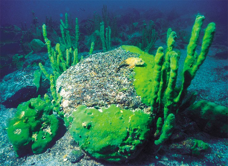 The endemic Lake Baikal tree sponge Lubomirskia baikalensis, whose “trunks” may reach 1 m in height, sometimes forms real underwater “forests”. Right, a sponge of usual green coloration; and left, of a changed pink color The endemic Lake Baikal tree sponge Lubomirskia baikalensis, whose “trunks” may reach 1 m in height, sometimes forms real underwater “forests”. Right, a sponge of usual green coloration; and left, of a changed pink color