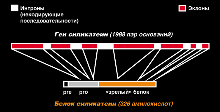 Схема структуры фермента силикатеина и его гена. Серым и черным цветом выделены аминокислотные последовательности, отщепляемые в процессе созревания белка