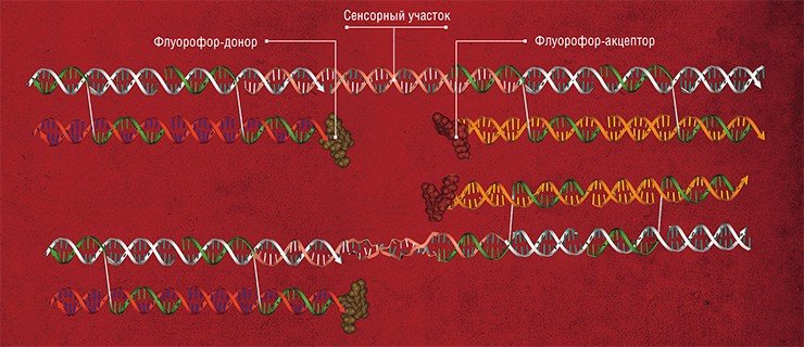 Нанопереключатель состоит из жестко сочлененных нуклеотидных структур, соединенных в центральной части сенсорным фрагментом – участком, чувствительным к составу внешней среды. В исходном состоянии этот фрагмент находится в форме классической правозакрученной спирали. При этом пара флуорофоров, входящих в структуру переключателя, оказываются расположенными близко друг от друга, что обеспечивает FRET-зависимое свечение акцептора. При появлении в среде специфических веществ, связывающихся с сенсорным участком, его структура резко меняется: спираль переходит в левозакрученную форму. Такая перегруппировка структуры приводит к изменению спектра флуоресценции системы. Функция выполнена – сигнал подан