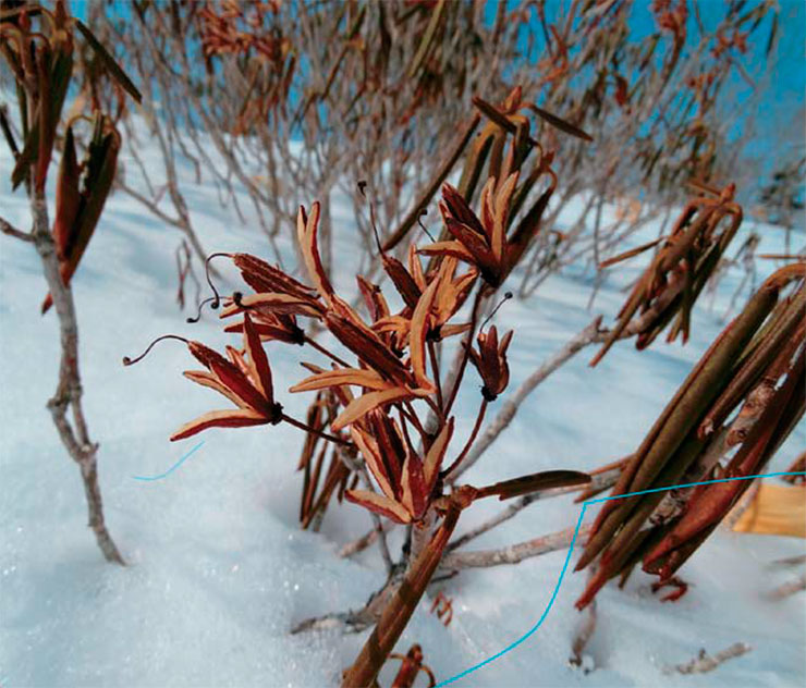 In winter, rhododendrons do not shed their leathery leaves: the leaves roll up, reducing evaporation in the cold period In winter, rhododendrons do not shed their leathery leaves: the leaves roll up, reducing evaporation in the cold period