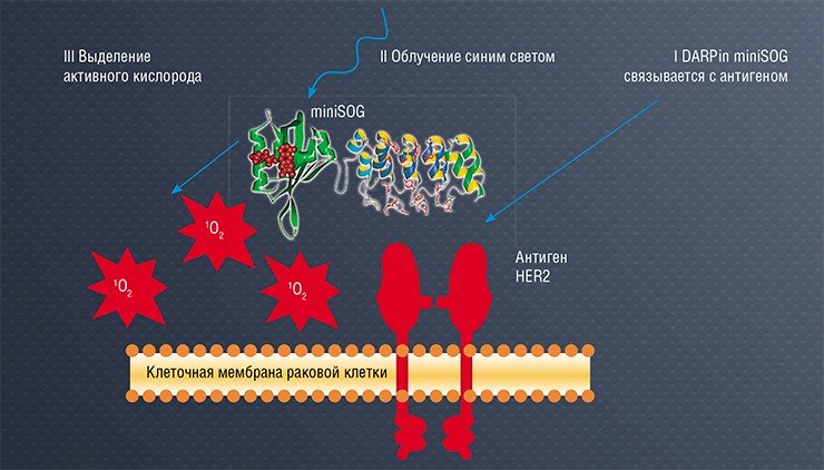 Принцип действия белковых конструкций, содержащих флавопротеин miniSOG, состоит в том, что при облучении синим светом miniSOG способствует образованию активных форм кислорода. Последние буквально «прожигают» мембрану, вызывая гибель клетки-мишени, с которой связывается направляющий фрагмент (например, DARPin) лекарственной конструкции (слева) Принцип действия белковых конструкций, содержащих флавопротеин miniSOG, состоит в том, что при облучении синим светом miniSOG способствует образованию активных форм кислорода. Последние буквально «прожигают» мембрану, вызывая гибель клетки-мишени, с которой связывается направляющий фрагмент (например, DARPin) лекарственной конструкции (слева)