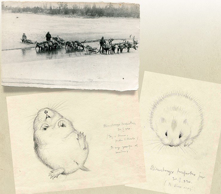 Вверху: на нартах по весенней тундре. Внизу: лемминги. Рисунки А. Н. Формозова