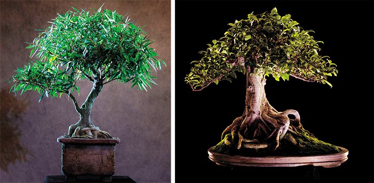 Bonsai. Photo by E. Leven
