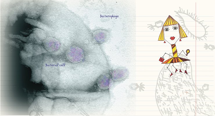 “Short-tailed” phage particles of the family Podoviridae sorbed on the surface of a bacterial cell; the phages attach themselves to the cell via small protein subunits