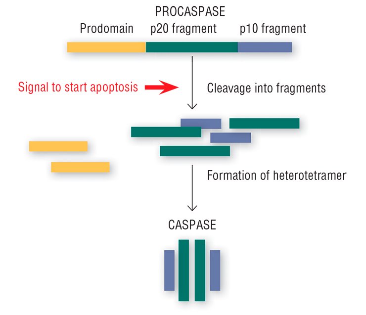 Once the “order” to self-liquidate arrives, the inactive enzymes, procaspases, in the cell are cleaved into fragments, further used to construct an active heterotetrameric enzyme, caspase, able to cleave the structures that are of vital importance for the cell Once the “order” to self-liquidate arrives, the inactive enzymes, procaspases, in the cell are cleaved into fragments, further used to construct an active heterotetrameric enzyme, caspase, able to cleave the structures that are of vital importance for the cell