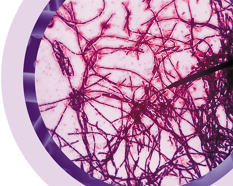 The hay bacterium, Bacillus subtillis, has come to be viewed as a promising probiotic, facilitating nonspecific and specific immune response and stimulating the growth of the normal intestinal microbiota (Savustyanenko, 2016). Photo: felixtsao