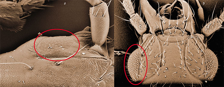 The eyes of many insects living in low-light environments become largely simpler. For example, the eyes of the ground beetle of the species Amerizus teles (a), which lives under stones, consist of several dozen facets located almost in one plane. The ground beetle of the species Perileptus japonicus (b), which leads a completely different way of life, has convex compound eyes with a large number of facets. Scanning electron microscopy. Photo by R. Dudko