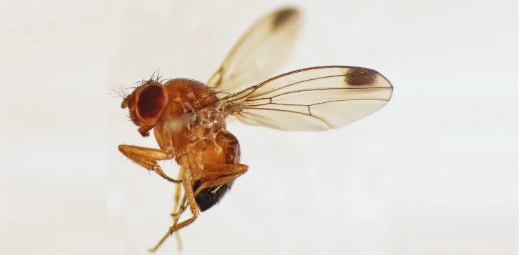 Drosphila suzukii Drosphila suzukii