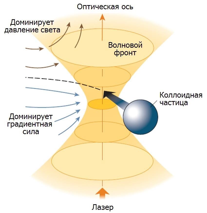 Оптический пинцет использует для «захвата» коллоидной частицы сильно фокусированный лазерный пучок. Градиент интенсивности излучения затягивает частицу в область перетяжки пучка, тогда как давление света выталкивает ее по направлению оптической оси. Если градиентная сила будет доминировать, частица «поймается» в области точки фокуса Источник: http://thesaurus.rusnano.com/wiki/article1445 Оптический пинцет использует для «захвата» коллоидной частицы сильно фокусированный лазерный пучок. Градиент интенсивности излучения затягивает частицу в область перетяжки пучка, тогда как давление света выталкивает ее по направлению оптической оси. Если градиентная сила будет доминировать, частица «поймается» в области точки фокуса Источник: http://thesaurus.rusnano.com/wiki/article1445