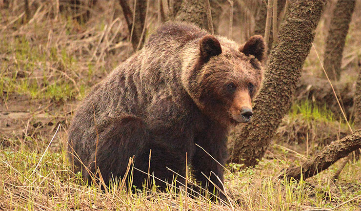 Бурый медведь (Ursus arctos) – самый крупный хищник заповедника и один из самых крупных наземных хищников в мире: известны особи весом далеко за 300 кг. Медведь всеяден и питается преимущественно разнообразной растительной пищей. К зиме нагуливает большой запас жира и ложится спать в обустроенную берлогу, где проводит до полугода. Медведица заботится о медвежатах до двух лет, обучая их и защищая от опасностей. Фото Е. Стрельникова Бурый медведь (Ursus arctos) – самый крупный хищник заповедника и один из самых крупных наземных хищников в мире: известны особи весом далеко за 300 кг. Медведь всеяден и питается преимущественно разнообразной растительной пищей. К зиме нагуливает большой запас жира и ложится спать в обустроенную берлогу, где проводит до полугода. Медведица заботится о медвежатах до двух лет, обучая их и защищая от опасностей. Фото Е. Стрельникова