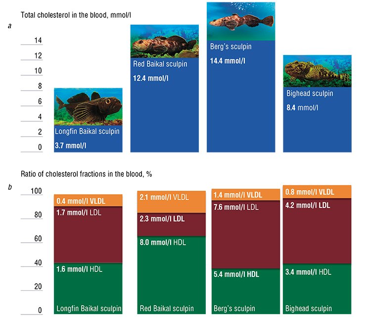 Differences in the cholesterol concentrations and (a) its atherogenic and antiatherogenic fractions (b) in the blood of Lake Baikal sculpins Differences in the cholesterol concentrations and (a) its atherogenic and antiatherogenic fractions (b) in the blood of Lake Baikal sculpins