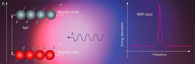 Placing a sample with magnetic nuclei into a strong constant magnetic field (B0) results in the splitting of their spin energy levels: the nuclei with spins directed along the field (the β state) have a lower (by a value E) energy than those directed opposite to the field (the α state). Applying an RF magnetic field В1 in the direction perpendicular to В0 will induce transitions between the spin states if the resonance condition is met: hν = E. In the case the NMR spectrum (right) will have a resonance absorption line at the frequency ν Placing a sample with magnetic nuclei into a strong constant magnetic field (B0) results in the splitting of their spin energy levels: the nuclei with spins directed along the field (the β state) have a lower (by a value E) energy than those directed opposite to the field (the α state). Applying an RF magnetic field В1 in the direction perpendicular to В0 will induce transitions between the spin states if the resonance condition is met: hν = E. In the case the NMR spectrum (right) will have a resonance absorption line at the frequency ν