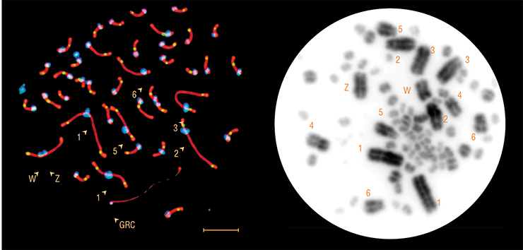 A meiotic cell of the sand martin (left) contains a big “extra” chromosome (GRC), which is absent in somatic cells (right). Digits mark the first six macrochromosomes in the order of decreasing size; the letters Z and W mark sex chromosomes. Photo: E. Basheva A meiotic cell of the sand martin (left) contains a big “extra” chromosome (GRC), which is absent in somatic cells (right). Digits mark the first six macrochromosomes in the order of decreasing size; the letters Z and W mark sex chromosomes. Photo: E. Basheva