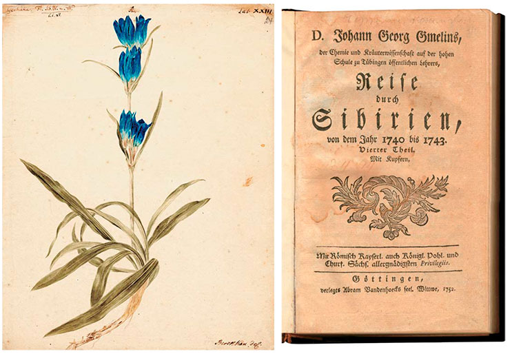 Gentiana (горечавка). Рис. И. Х. Беркхана к 4-му тому Flora Sibirica И. Г. Гмелина (1769). Акварель, карандаш. СПФ АРАН. Р. I. Оп. 105. Д. 22. Л. 24. В 1751–1752 гг. И. Г. Гмелин опубликовал в четырех томах свои полевые дневники: «Путешествия по Сибири в 1733–1743 гг.», куда вошли сведения об обстоятельствах десятилетнего путешествия академического отряда, характеристики различных регионов Сибири, зарисовки быта и культуры аборигенных народов и русских поселенцев, данные о торговле и других промыслах, естественно-научные наблюдения и археологические материалы. Дневники переведены на многие европейские языки, но на русском до сих были изданы лишь фрагменты этого труда