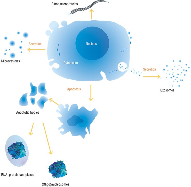 Endogenous extracellular nucleic acids appear in the body by two major routes. The first route is their secretion by cells within various vesicular structures; messenger and small RNAs are mainly transferred in such a way. The second route is associated with cell destruction during programmed cell death (apoptosis) or necrosis