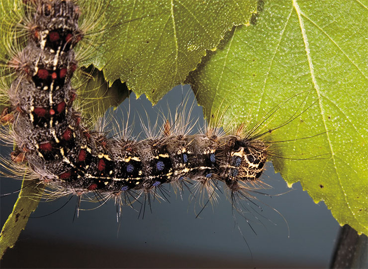 During a mass outbreak, gypsy moth (Lymantria dispar) larvae occupy vast territories and damage various types of trees, including fruit and coniferous ones. Photo by V. Glupov During a mass outbreak, gypsy moth (Lymantria dispar) larvae occupy vast territories and damage various types of trees, including fruit and coniferous ones. Photo by V. Glupov