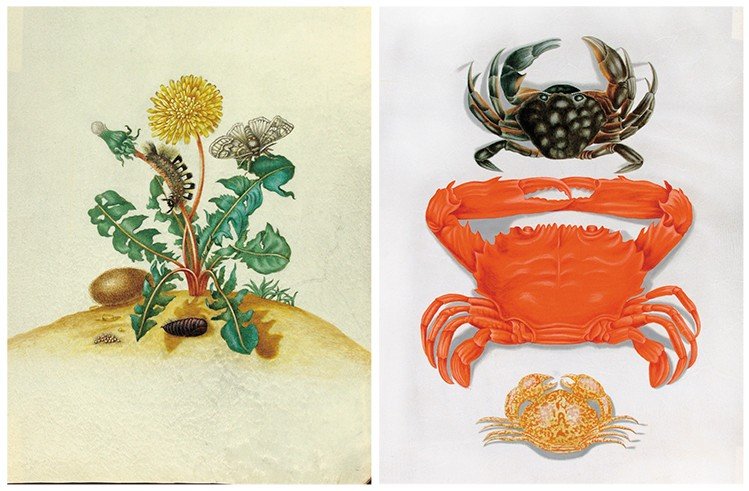 Слева – одуванчик (Taraxacum officinale) и кистехвост (Dasychira fascelina). Не позднее 1679 г. Пергамен, акварель, кроющие краски. СПФ АРАН. Р. IX. Оп. 8. Д. 131. Справа – Крабы-плавунцы (Carpilius convexus, Goniosoma cruciferum) и травяной краб (Carcinus maenas). 1704—1705 гг. Пергамен, акварель, кроющие краски. Оригинальный рисунок к гравюре в кн. «D’Amboinsche Rariteitkamer door Rumphius ...», где эти крабы были названы «чудовищными» или «каменными». СПФ АРАН. Р. IX. Оп. 8. Д. 106