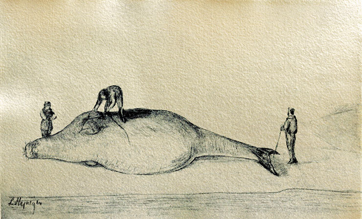 G. W. Steller measures a sea cow on the Bering Island on July 12, 1742. Creative reconstruction. Drawing from the book Bering’s Voyages: An Account of the Efforts of the Russians to Determine the Relation of Asia and America by F. A. Golder and L. Stejneger (1922). Public Domain G. W. Steller measures a sea cow on the Bering Island on July 12, 1742. Creative reconstruction. Drawing from the book Bering’s Voyages: An Account of the Efforts of the Russians to Determine the Relation of Asia and America by F. A. Golder and L. Stejneger (1922). Public Domain