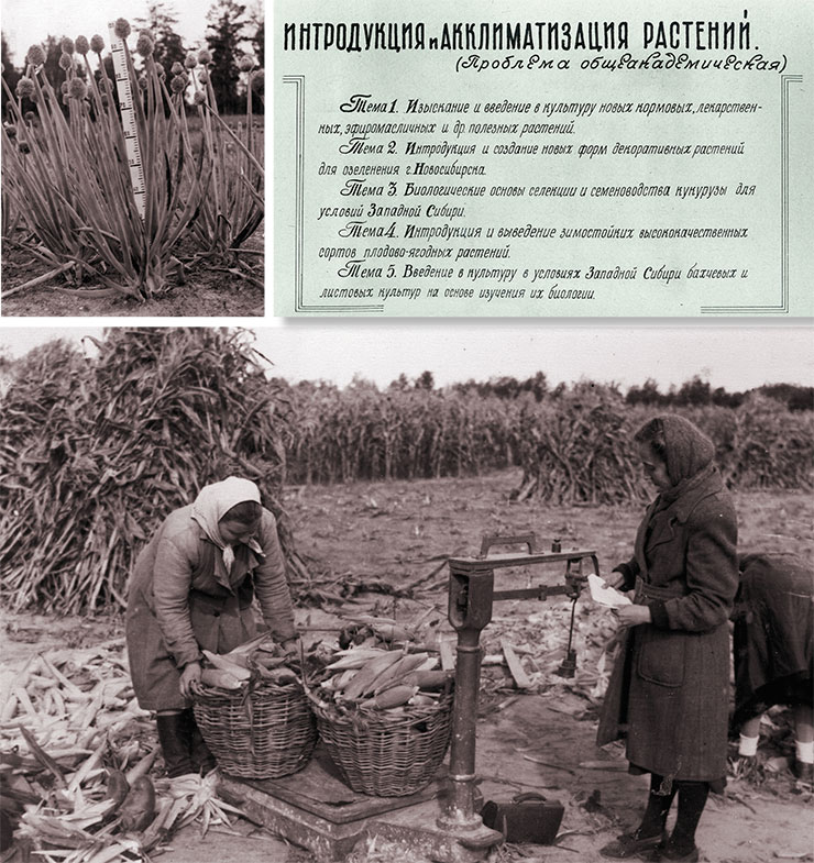 Since the establishment of the Central Siberian Botanical Garden in March 1946, issues surrounding introduction and acclimatization of plants (food, forage, ornamental, etc.) have dovetailed with the main strands of its research. From the materials of the 1956 Anniversary Report of the Botanical Garden, West Siberian Branch, USSR Academy of Sciences: the photo on the left shows a plot of perennial and winter-hardy Altai onion; the photo below shows the process of weighing corn harvest from experimental plots. Museum of the SB RAS Central Siberian Botanical Garden (Novosibirsk)