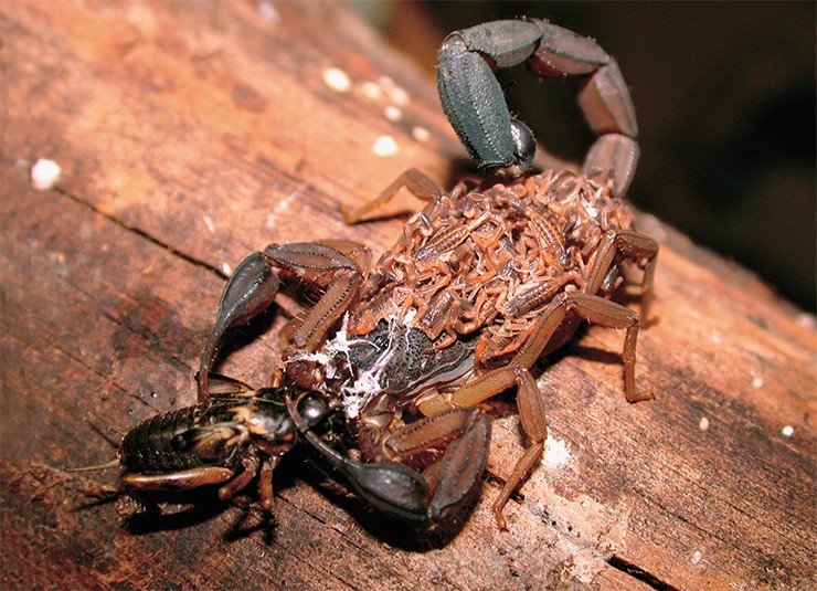 Самка Centruroides margaritatus (сем. Buthidae) с детенышами на спине, поедающая добычу. Гондурас. Фото Я. О. Рейна