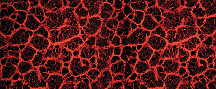 An example of materials created in the SB RAS Institute of Semiconductor Physics, which show much promise for development into micro- and nanoporous membranes for biotechnology. Scanning electron microscope image courtesy of S. I. Romanov, Cand. Phys.-Math. (SB RAS Nanostructures joint research center, Novosibirsk)