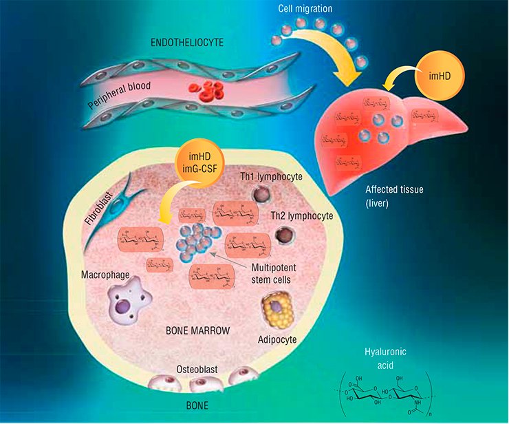 The granulocyte colony-stimulating factor (imG-CSF) and hyaluronidase (imHD) immobilized on polyethylene glycol display a pronounced ability to stimulate proliferation and differentiation of both regional stem cells of various organs and bone marrow multipotent cells. Activation of the latter cells is accompanied by their directed migration to target organs. The mechanism underlying these phenomena is modification of properties of theof in the properties of stem cells themselves. In particular, the production level of stromal cell-derived factor (SDF-1) determines the direction of stem cell migration: this production is decreased in the bone marrow stromal cells and increased in the target organ