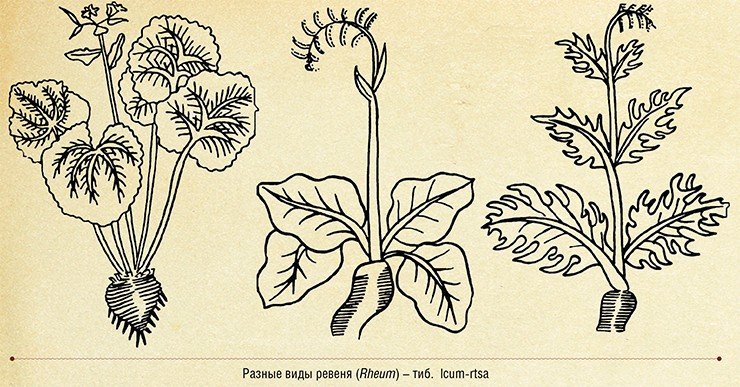 Штриховые рисунки лекарственного сырья из тибетского трактата «Дзейцхар мигчжан». Центр восточных рукописей и ксилографов ИМБТ СО РАН Штриховые рисунки лекарственного сырья из тибетского трактата «Дзейцхар мигчжан». Центр восточных рукописей и ксилографов ИМБТ СО РАН