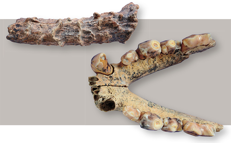 Fossils from the 12 th layer, South gallery, Denisova Cave: a roe deer horn (top) and a jaw bone of the cave hyena (bottom). Photo by S. Zelensky Fossils from the 12 th layer, South gallery, Denisova Cave: a roe deer horn (top) and a jaw bone of the cave hyena (bottom). Photo by S. Zelensky