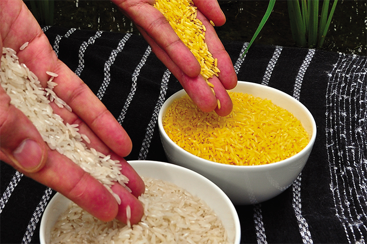 “Golden Rice” is a genetically modified rice variety: its grains contain lots of beta-carotene. “Golden rice” is meant to improve the quality of nutrition in many third world countries, where vitamin A deficiency is a problem (Isagani Serrano) – Part of the image collection of the International Rice Research Institute “Golden Rice” is a genetically modified rice variety: its grains contain lots of beta-carotene. “Golden rice” is meant to improve the quality of nutrition in many third world countries, where vitamin A deficiency is a problem (Isagani Serrano) – Part of the image collection of the International Rice Research Institute