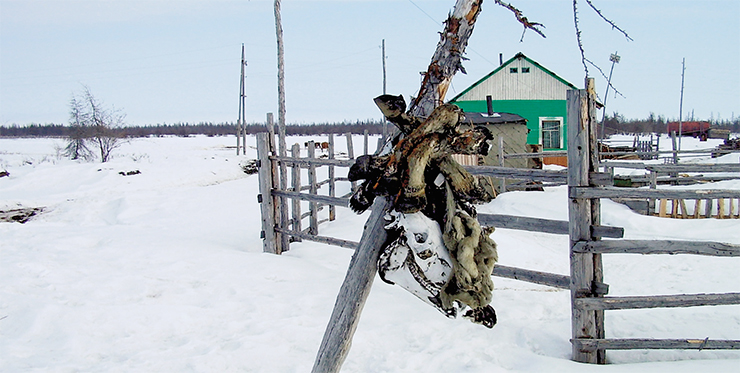 The Sakha (Yakuts) believe that a dead person’s soul rides to the nether world on horseback. Following an ancient rite whose roots stretch back into antiquity, residents of Aleko-Kuel village still kill sacrificial horses at burials, and hang their heads and hooves on trees next to the cemetery. The horses’ heads face the sunrise, where the light deities aiyy live. The tree, in this case larch, is a link between the worlds, the “road” to the other world