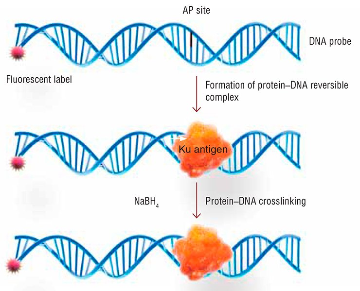 The method elaborated at the Institute of Chemical Biology and Fundamental Medicine, for detecting Ku antigen, uses its ability to interact with the DNA segments that contain AP sites (the lost nitrogenous base). Such a DNA probe also has a radioactive or a fluorescent label. The protein forms an unstable covalent complex with DNA, mediated by a Schiff base formed between the primary amino group of the protein and AP site. The complex is reducible by sodium boron hydride; this results in an irreversible protein–DNA crosslinking. The label attached to DNA probe allows for detection of the target protein, Ku antigen
