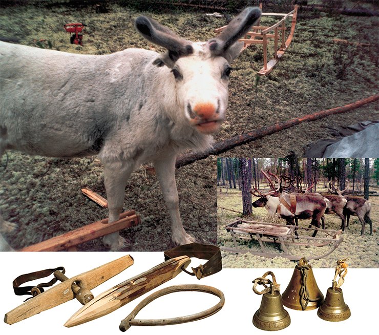 Reindeer in fetterlock. Reindeers harnessed in a sled (right). The Niby-Yakha camp. Stocks for the reindeer neck (bottom, left). Shaft-bow bells Reindeer in fetterlock. Reindeers harnessed in a sled (right). The Niby-Yakha camp. Stocks for the reindeer neck (bottom, left). Shaft-bow bells