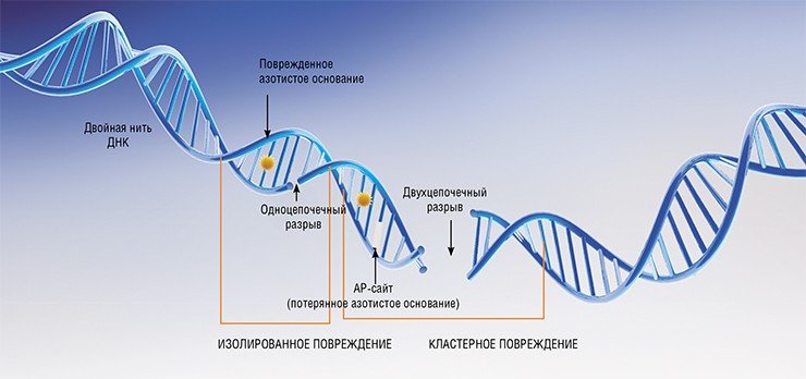 На ДНК постоянно воздействуют разнообразные факторы химической и физической природы, такие как свободные радикалы, ультрафиолетовое излучение и т. п. В результате происходит потеря и окисление азотистых оснований, сшивки внутри цепей ДНК и даже их разрывы, включая двухцепочечные На ДНК постоянно воздействуют разнообразные факторы химической и физической природы, такие как свободные радикалы, ультрафиолетовое излучение и т. п. В результате происходит потеря и окисление азотистых оснований, сшивки внутри цепей ДНК и даже их разрывы, включая двухцепочечные
