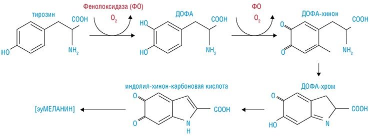 Процесс образования пигмента меланина условно можно разделить на три этапа. Первый этап начинается с катализируемого ферментом фенолоксидазой (ФО) окисления аминокислоты тирозина. В течение первого этапа меланизации накапливается ДОФА-хром, являющийся относительно стабильным соединением. Последний этап завершается полимеризацией продуктов предыдущих реакций с образованием нерегулярного (т. е. состоящего из разных мономеров) полимера – меланина. Детали этого процесса еще до конца не изучены (Riley, 1993; Ito, 2003)