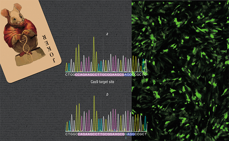 Laboratory rats of the Brattleboro strain have a recessive single-nucleotide mutation in a region of the Avp gene encoding for the hormone vasopressin – a deletion of guanine. In genome editing experiments in the ICG SB RAS, scientist were able to produce induced pluripotent stem cells from the animals’ skin fibroblasts. As the result, they were able to establish cultures of stem cells with the corrected mutation, which can be used for therapeutic purposes. Above – nucleotide sequences of cells with a mutant Avp gene (a) and of cells with the corrected mutation (b) Laboratory rats of the Brattleboro strain have a recessive single-nucleotide mutation in a region of the Avp gene encoding for the hormone vasopressin – a deletion of guanine. In genome editing experiments in the ICG SB RAS, scientist were able to produce induced pluripotent stem cells from the animals’ skin fibroblasts. As the result, they were able to establish cultures of stem cells with the corrected mutation, which can be used for therapeutic purposes. Above – nucleotide sequences of cells with a mutant Avp gene (a) and of cells with the corrected mutation (b)