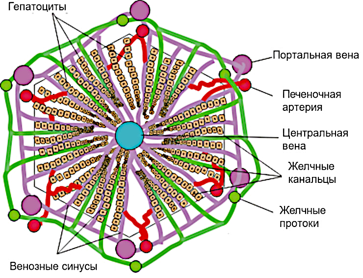 Структура печеночной дольки. ©CC BY-SA 3.0/Boumphreyfr Структура печеночной дольки. ©CC BY-SA 3.0/Boumphreyfr
