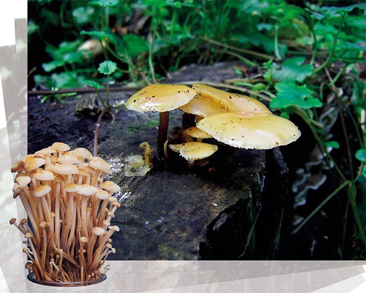 В отличие от популярного в России опенка осеннего, опенок зимний (Flammulina velutipes, «иноки») растет в природе относительно небольшими «кустиками». Во многих азиатских странах эти съедобные грибы очень популярны и выращиваются в огромных количествах. Зимний опенок издавна использовался в традиционной медицине для лечения инфекционных заболеваний, болезней легких, анемии, а также как тонизирующее средство В отличие от популярного в России опенка осеннего, опенок зимний (Flammulina velutipes, «иноки») растет в природе относительно небольшими «кустиками». Во многих азиатских странах эти съедобные грибы очень популярны и выращиваются в огромных количествах. Зимний опенок издавна использовался в традиционной медицине для лечения инфекционных заболеваний, болезней легких, анемии, а также как тонизирующее средство