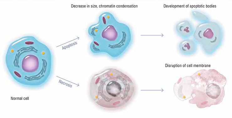 Apoptosis causes irreversible changes in cell morphology. The cell decreases in size and is fragmented into apoptotic bodies, the cell membrane remaining undamaged. This prevents the release of toxic and immunogenic substances into the intercellular space while the cell is ingested and digested by specialized cells (macrophages). In the case of an alternative (pathological) kind of cell death, necrosis, the cell swells, and the membrane breaks down releasing the cell contents and leading to inflammation Apoptosis causes irreversible changes in cell morphology. The cell decreases in size and is fragmented into apoptotic bodies, the cell membrane remaining undamaged. This prevents the release of toxic and immunogenic substances into the intercellular space while the cell is ingested and digested by specialized cells (macrophages). In the case of an alternative (pathological) kind of cell death, necrosis, the cell swells, and the membrane breaks down releasing the cell contents and leading to inflammation