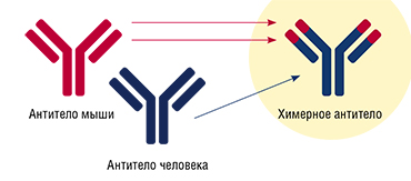 Ученые из ИХБФМ СО РАН присоединили к моноклональному антителу человека небольшой фрагмент антитела мыши, прочно связывающего вирус клещевого энцефалита. Уровень гуманизации полученного химерного антитела – более 96 %