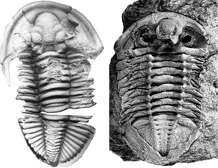 Рис. 40. Dechenella ormistoni Yolkin (слева). Прекрасно наблю­да­ется классическое деление панциря трилобита на три части в продольном и в поперечном направле­ниях. Рис. 41. Внутренняя сторона панциря ордовик­ского трилобита рода Megistaspidella (справа). В головной части сохранилась гипостома (предротовая пластинка)