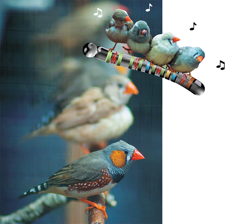 The zebra finch (Taeniopygia guttata) is an Australian songbird from the family Estrildidae (estrildid finches). It has long become a laboratory model for avian physiology and behavior research – and a common dweller of pet shops and homes. Photo: M. Kuleshin The zebra finch (Taeniopygia guttata) is an Australian songbird from the family Estrildidae (estrildid finches). It has long become a laboratory model for avian physiology and behavior research – and a common dweller of pet shops and homes. Photo: M. Kuleshin