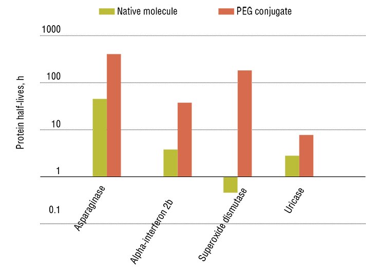 Immobilization of protein preparations on a carrier, polyethylene glycol (PEG), not only increases bioaccessibility of the drug owing to hydrophilicity of produced nanoparticles, but also considerably extends their lifespan in the body by protecting the active substance from the immune system. Top, preparations modified by chemical PEGylation technology