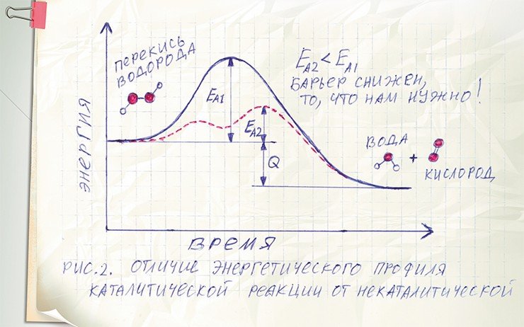 Суть катализа с энергетической точки зрения состоит в снижении высоты активационного барьера химической реакции *, благодаря чему скорость каталитического превращения оказывается существенно выше. Eᴀ₁ – энергия активации химической реакции в отсутствии катализатора; Еᴀ₂ – в присутствии катализатора; Q – тепловой эффект химической реакции. * Сплошная линия соответствует некаталитической реакции превращения перекиси водорода H₂O₂ в воду и кислород с участием фермента пероксидазы; пунктирная линия – той же реакции с участием фермента пероксидазы в качестве катализатора 