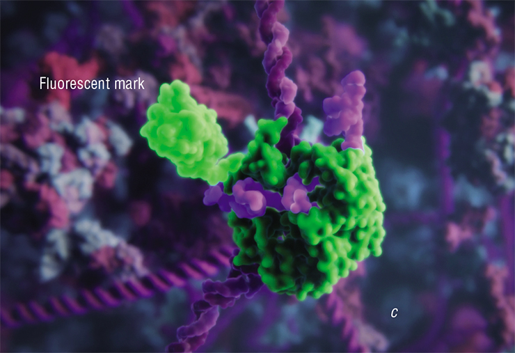The CRISPR-Cas9 system has applications beyond cutting DNA and inserting transgenes. If the Cas9 protein is inactivated and bound with a Krüppel domain that codes the KLF protein, which controls gene expression, this complex remains bound to the targed DNA, affecting the activity of the adjacent regions of the genome (a). If Cas9 is merged with the histonacetyltransferase enzyme, such complex will affect DNA packaging in this region (b). Cas9 merged with a fluorescent protein can be used in microscopy to mark specific DNA regions (c). A visualization from Visual Science and SkolTech The CRISPR-Cas9 system has applications beyond cutting DNA and inserting transgenes. If the Cas9 protein is inactivated and bound with a Krüppel domain that codes the KLF protein, which controls gene expression, this complex remains bound to the targed DNA, affecting the activity of the adjacent regions of the genome (a). If Cas9 is merged with the histonacetyltransferase enzyme, such complex will affect DNA packaging in this region (b). Cas9 merged with a fluorescent protein can be used in microscopy to mark specific DNA regions (c). A visualization from Visual Science and SkolTech