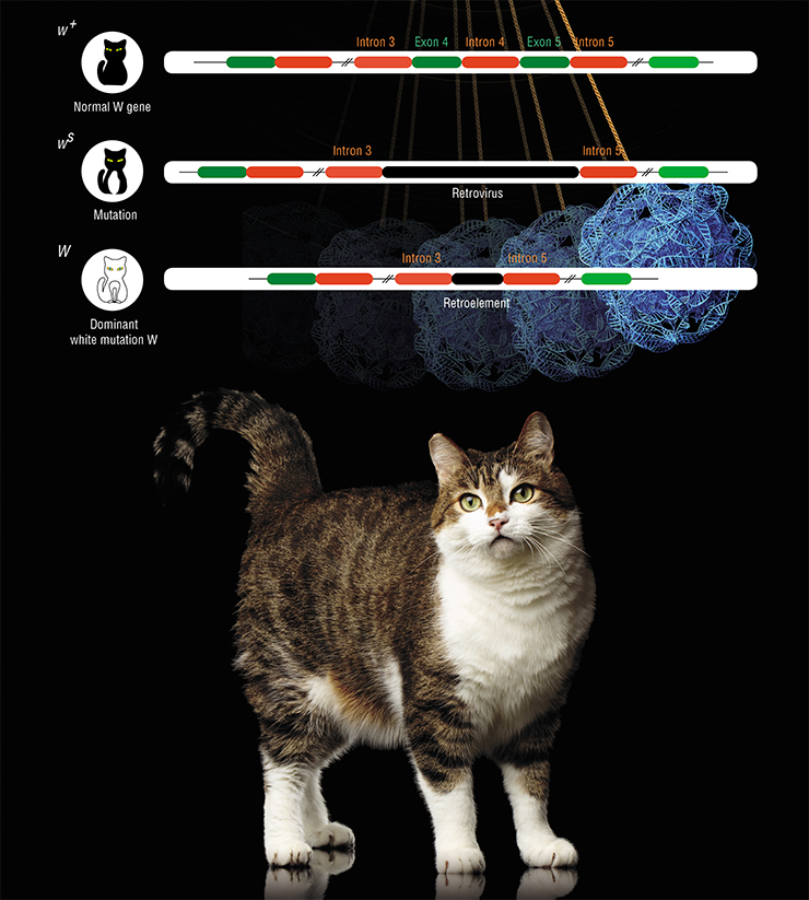 Cats owe their white spots to mutations in the W (White spotting) gene, caused by retrovirus insertion. Initially, a retrovirus inserted itself between two introns of the W gene (the wˢ mutation); later, a larger part of this insertion was lost (the W mutation). © seregraff – stock.adobe.com; Cats owe their white spots to mutations in the W (White spotting) gene, caused by retrovirus insertion. Initially, a retrovirus inserted itself between two introns of the W gene (the wˢ mutation); later, a larger part of this insertion was lost (the W mutation). © seregraff – stock.adobe.com;